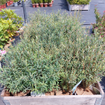 Vŕba purpurová (Salix purpurea) ´NANA´ - výška-20-30 cm, kont. C2L